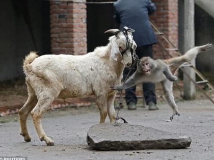 Cần lên án hành vi ngược đãi, bạo hành loài vật